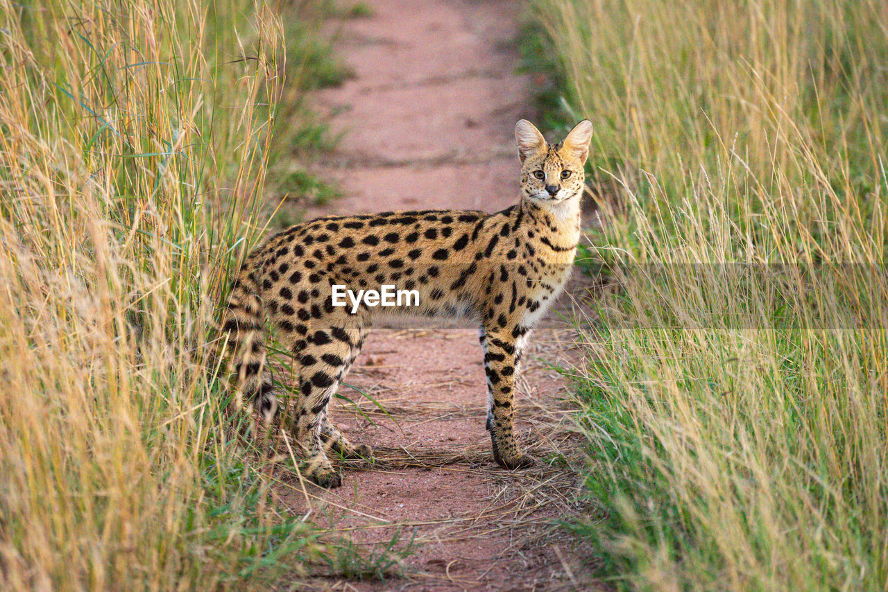 Serval eyes camera from middle of track