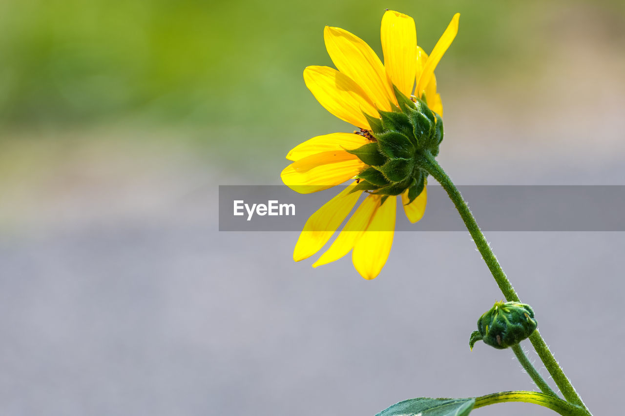 CLOSE-UP OF YELLOW FLOWERS BLOOMING OUTDOORS