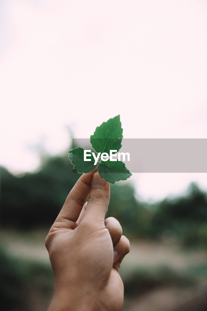 Cropped hand of person holding leaf against sky