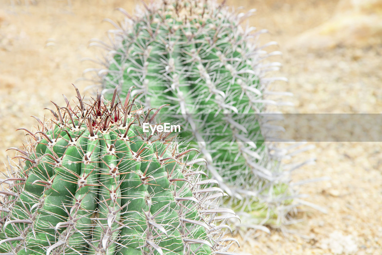 CLOSE-UP OF CACTUS PLANT ON FIELD