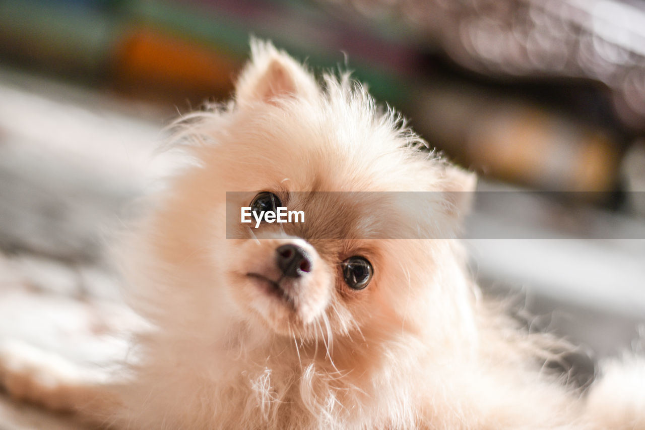 Light brown pomeranian puppy looking to camera in marble floor room in bokeh background