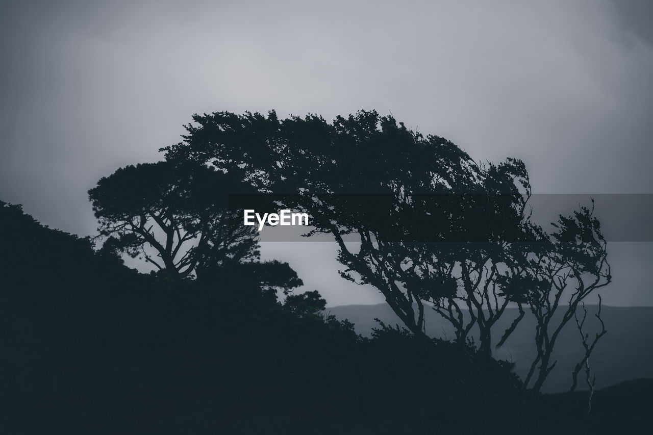 LOW ANGLE VIEW OF SILHOUETTE TREES AGAINST SKY