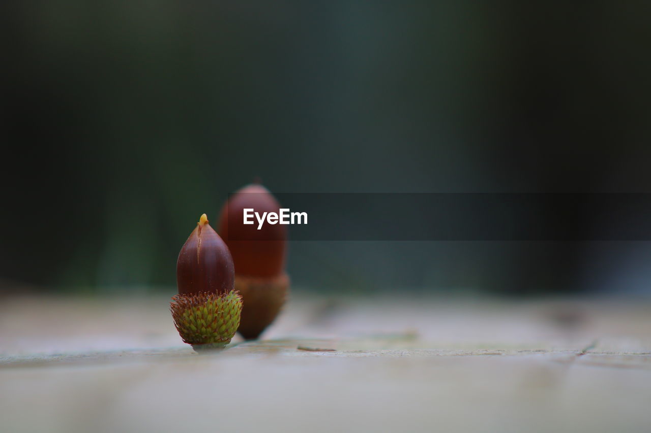 Close-up acorns