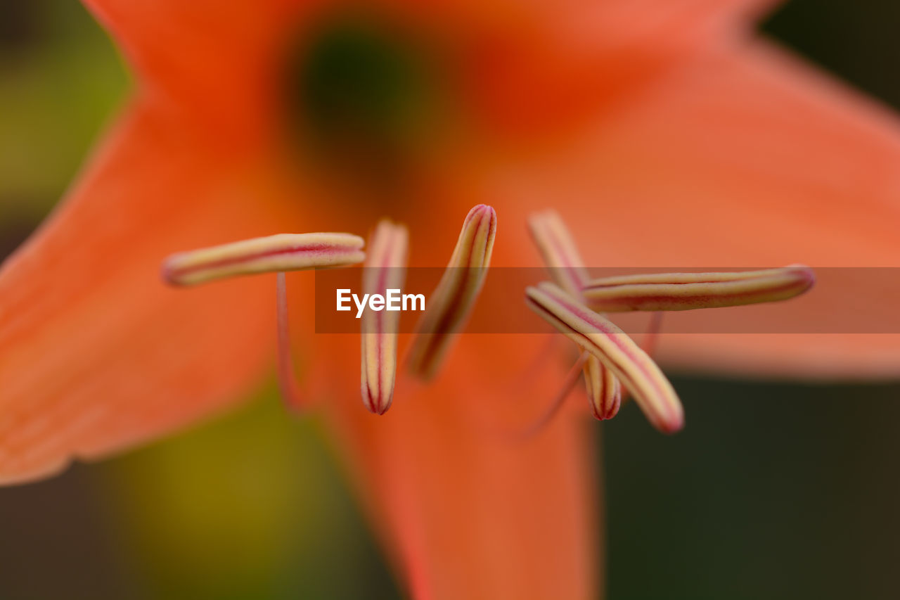 CLOSE-UP OF FLOWER BLOOMING