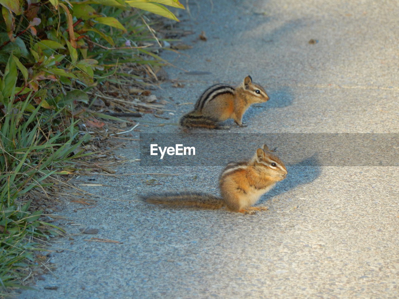 Side view of chipmunks on footpath