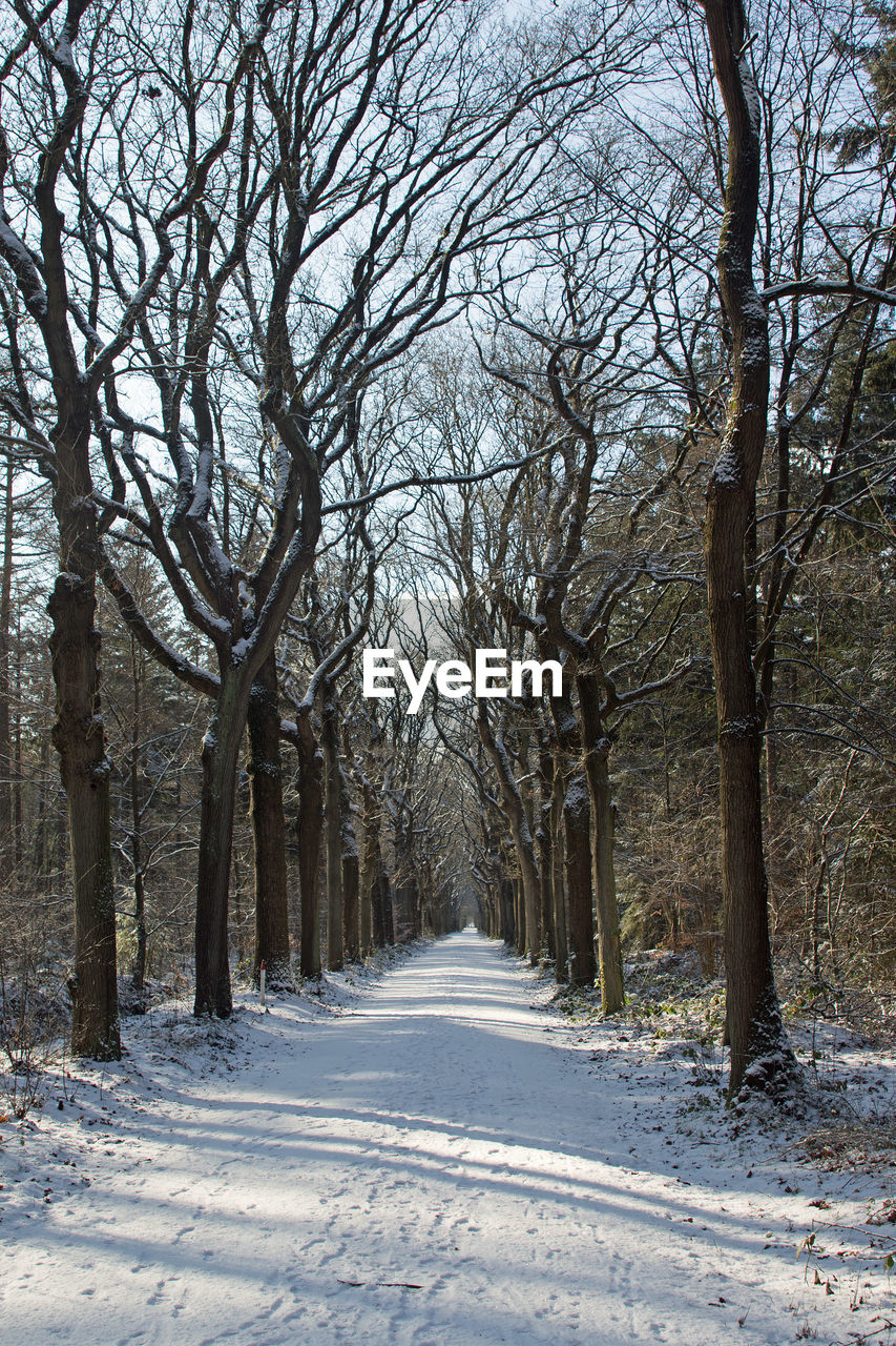 SNOW COVERED ROAD PASSING THROUGH TREES