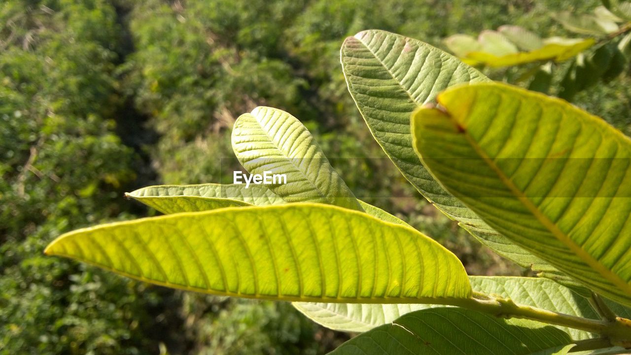 Close-up of green leaves on tree