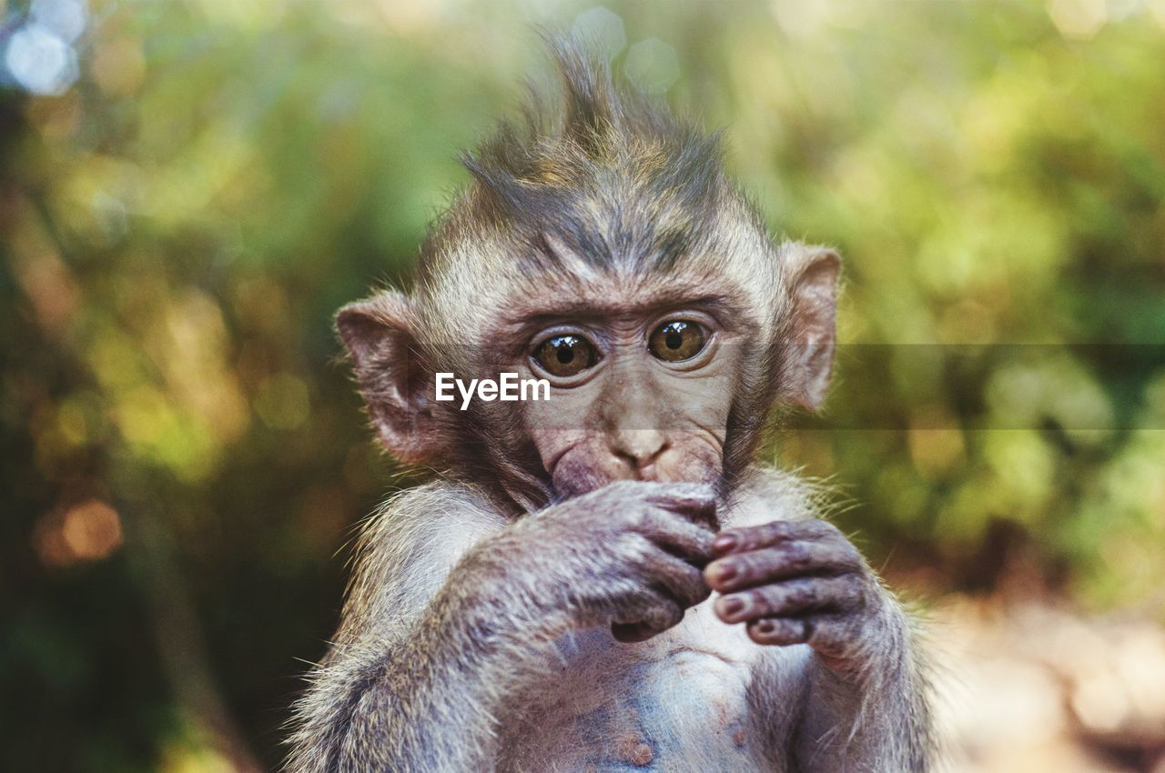 Close-up portrait of monkey outdoors