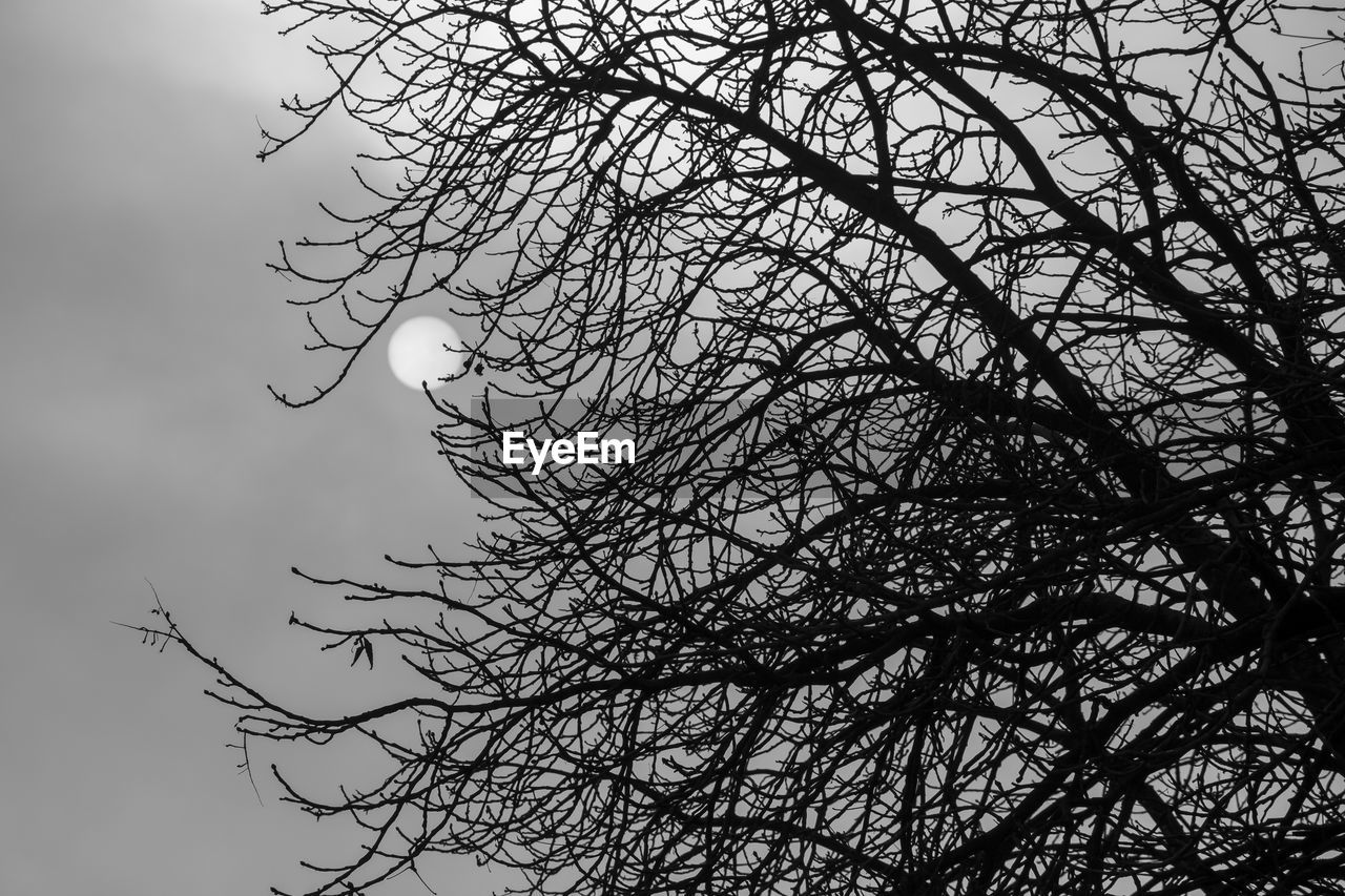 LOW ANGLE VIEW OF BIRD ON TREE AGAINST SKY