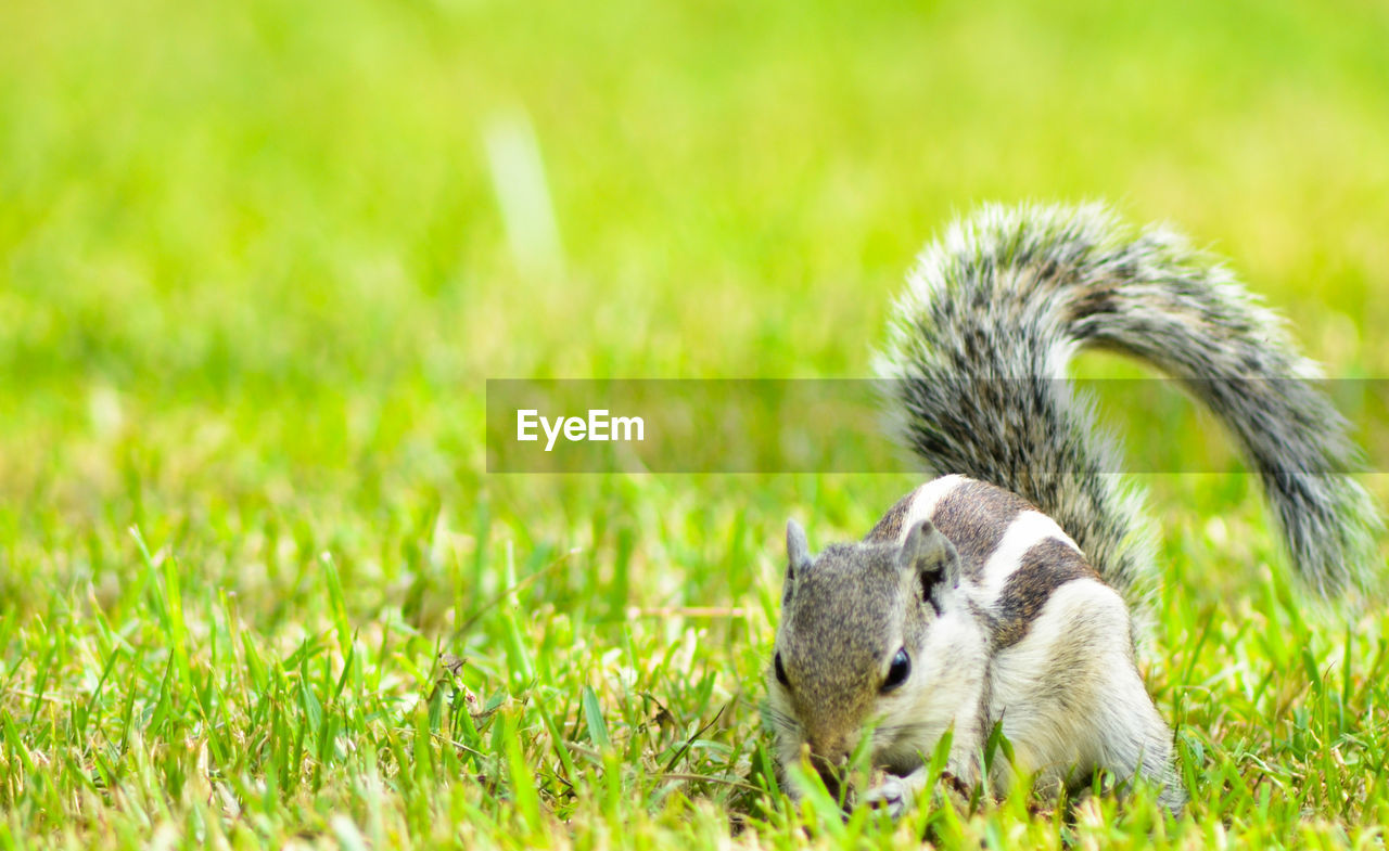 CLOSE-UP OF RABBIT ON GRASSY FIELD