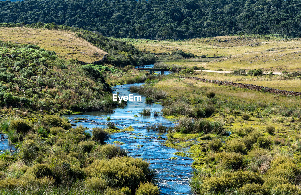 High angle view of stream flowing in forest