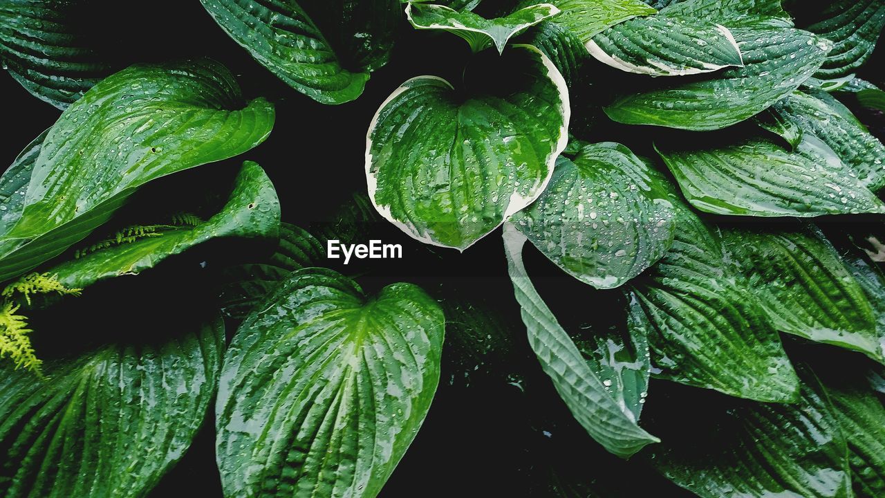 CLOSE-UP OF FRESH GREEN LEAF