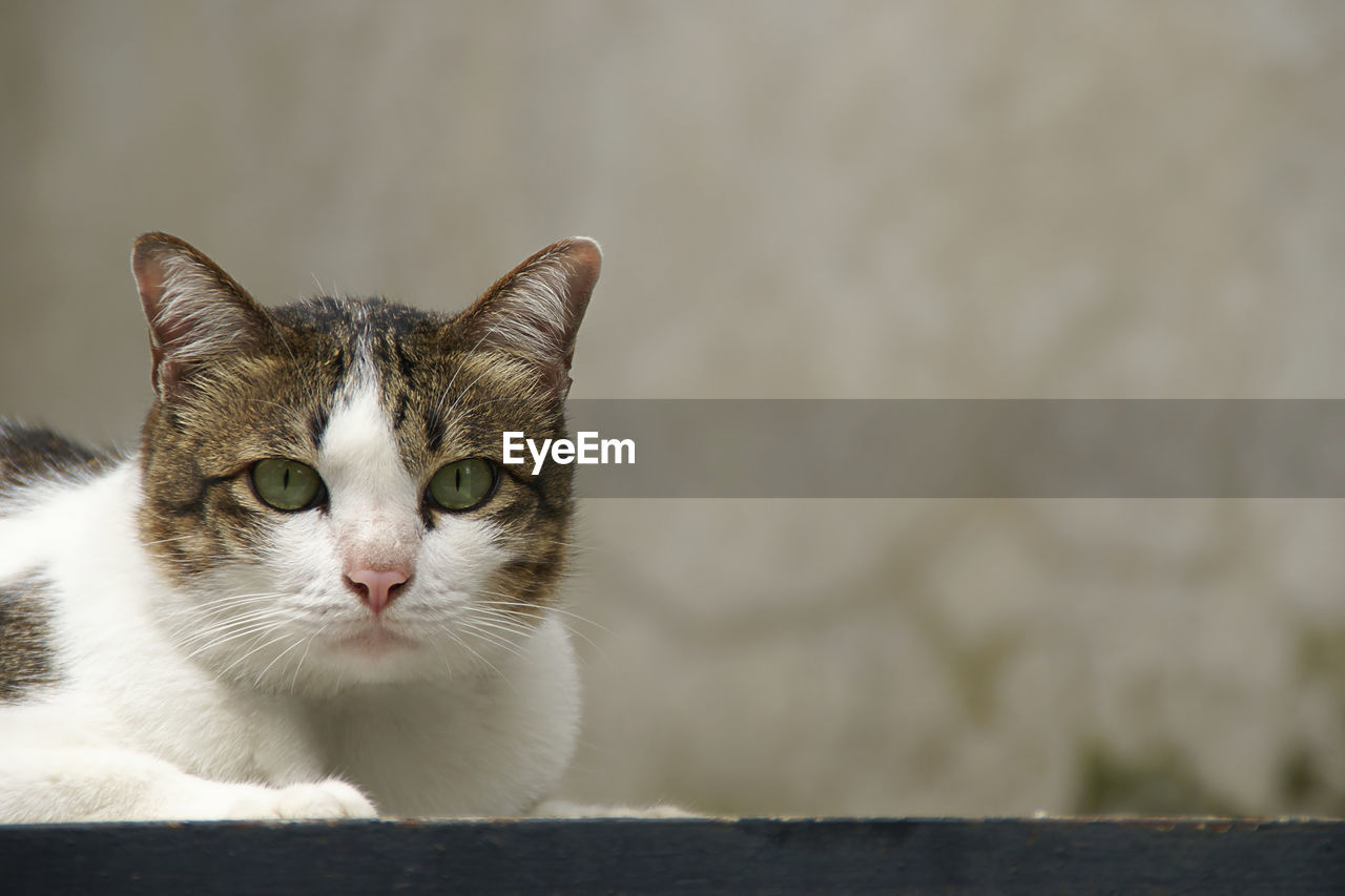 CLOSE-UP OF CAT AGAINST WALL