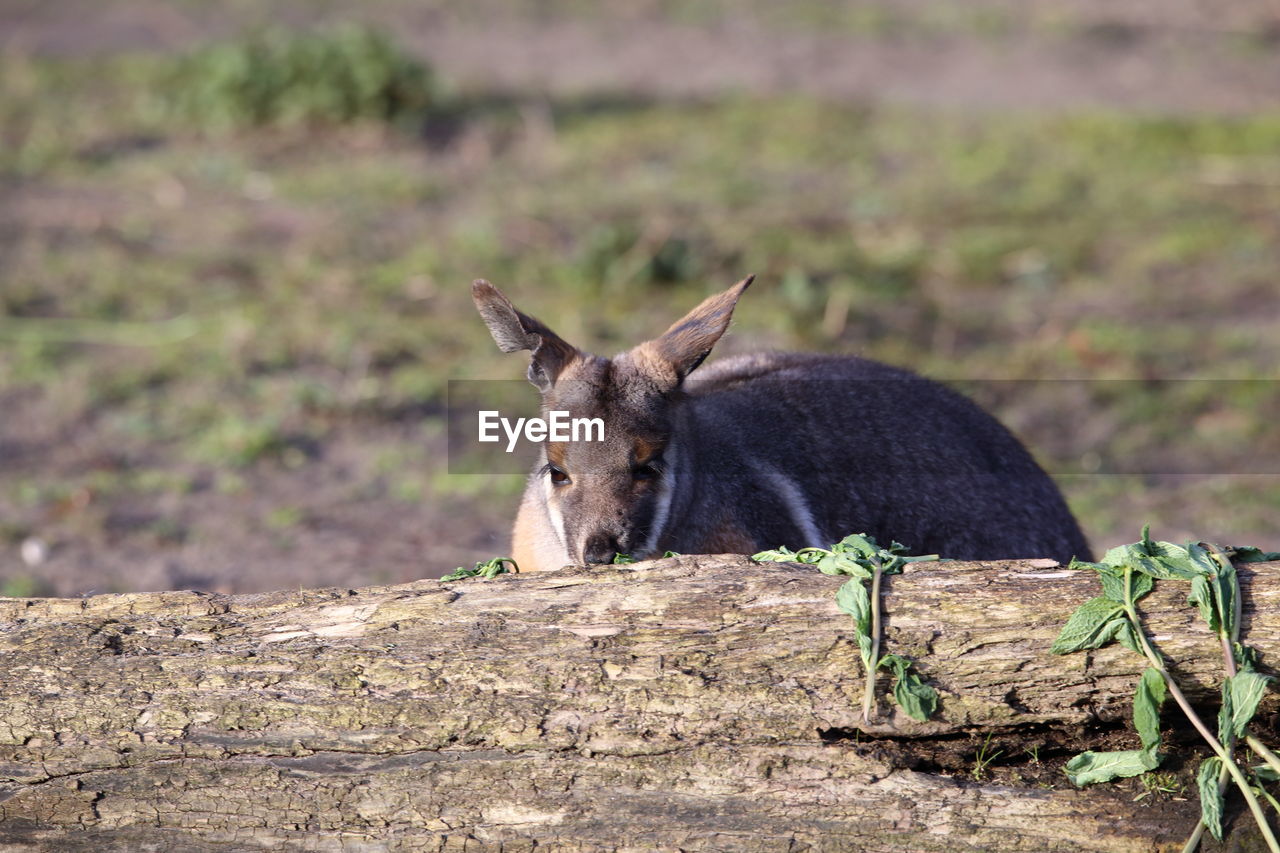 CLOSE-UP OF HORSE