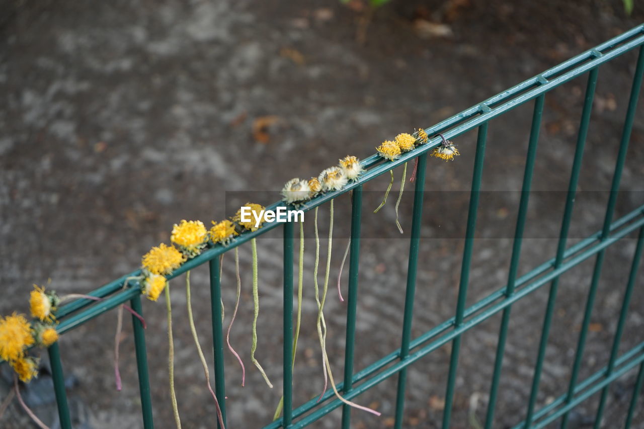 Close-up of yellow  plants on fence