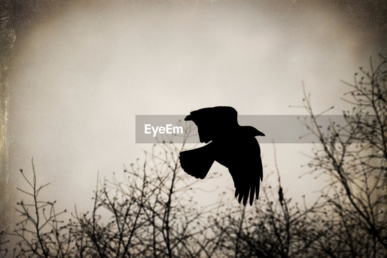 Silhouette bird against sky