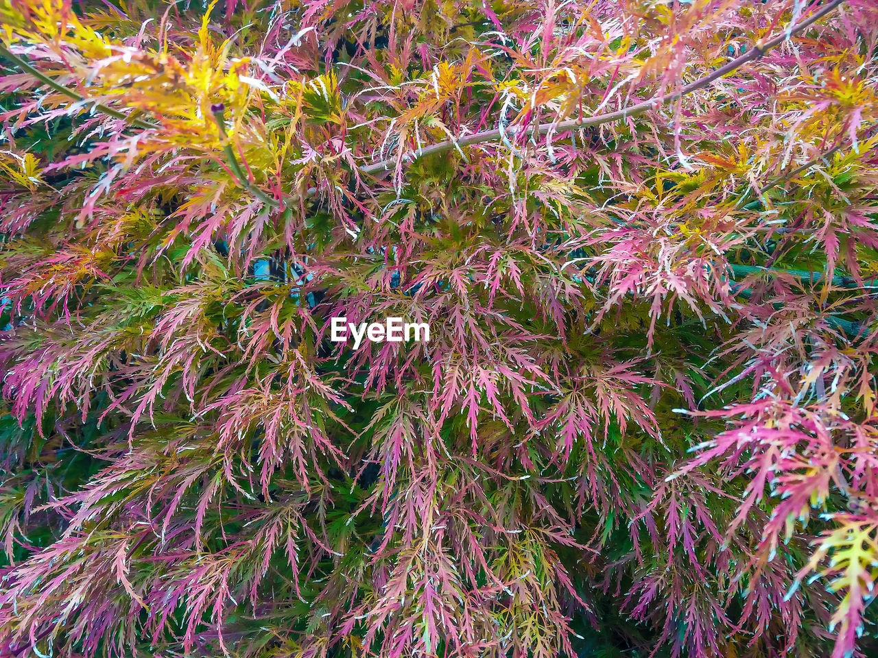 CLOSE-UP VIEW OF MULTI COLORED LEAVES