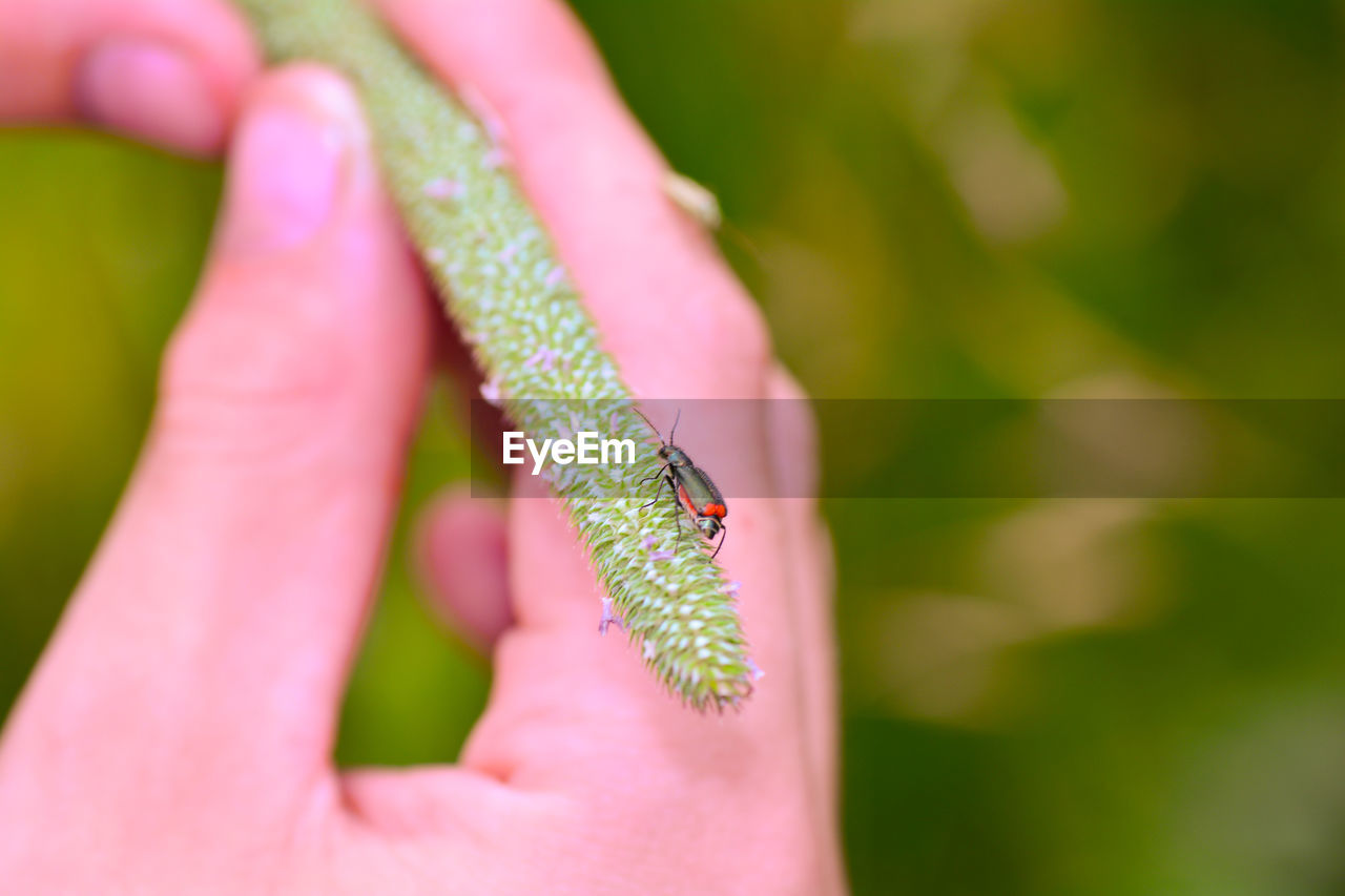 Close-up of human hand  holding a green plant with a bug 