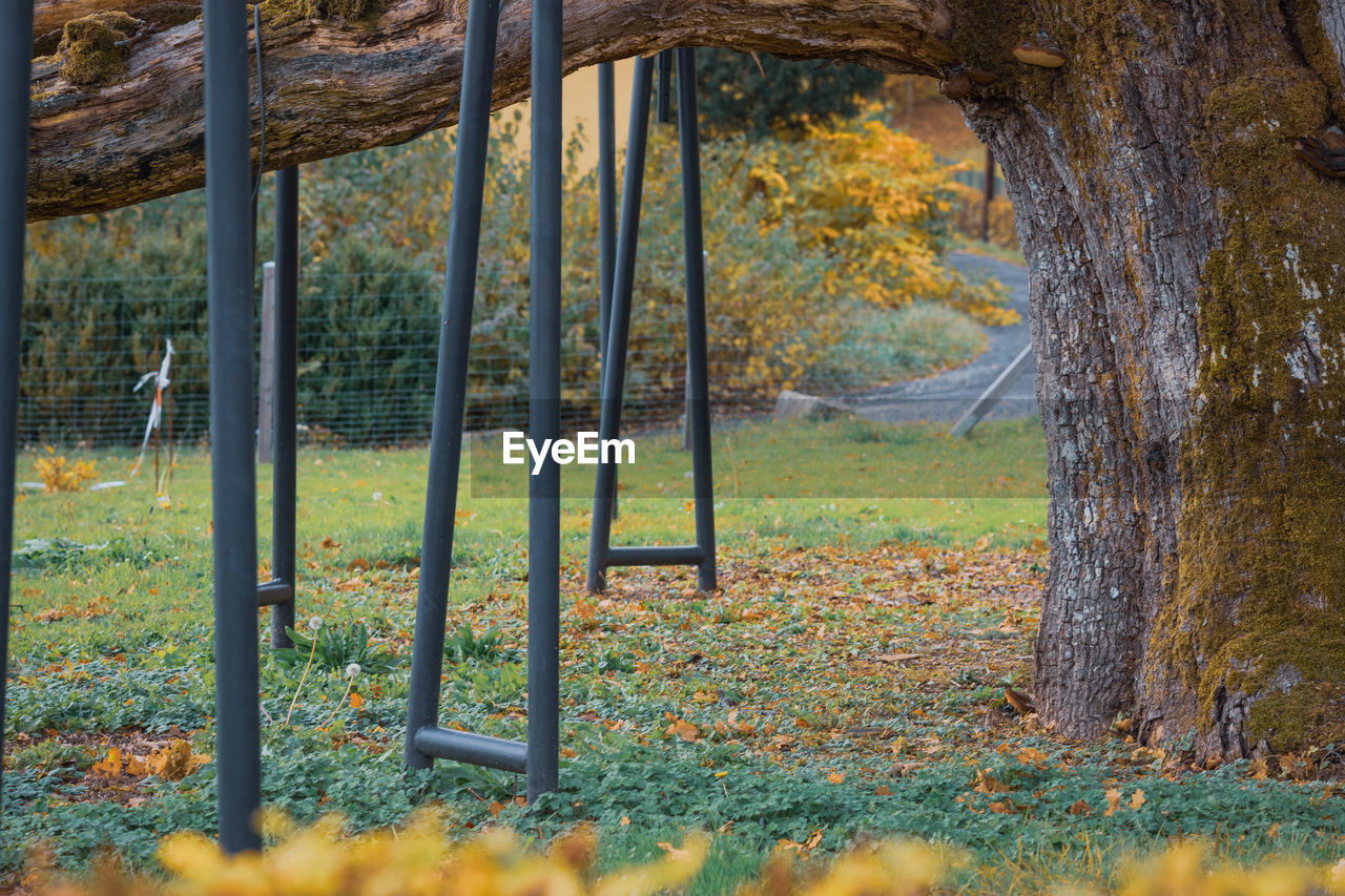 Trees in forest during autumn