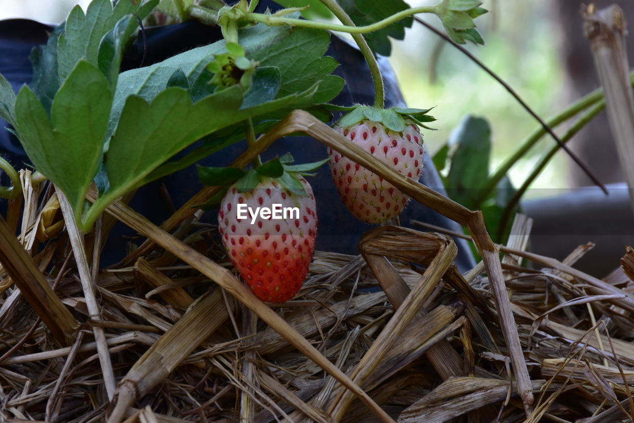 CLOSE-UP OF STRAWBERRIES ON PLANT