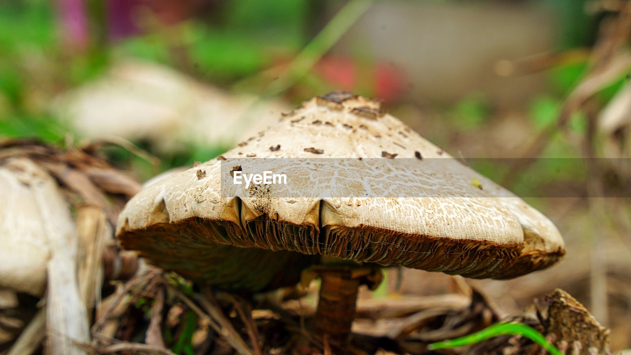Fresh mushroom grows on the mediterranean forest floor during the fall.