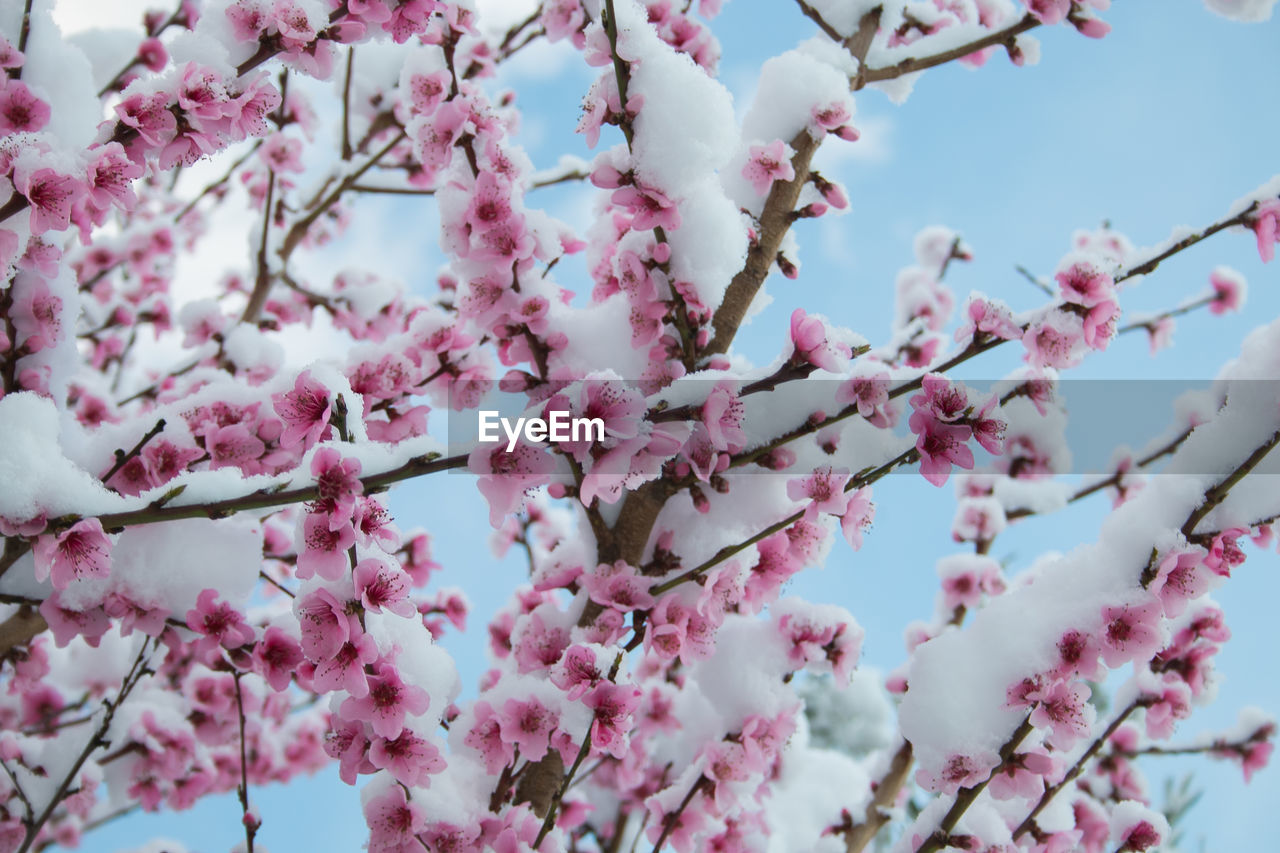 Low angle view of cherry blossom