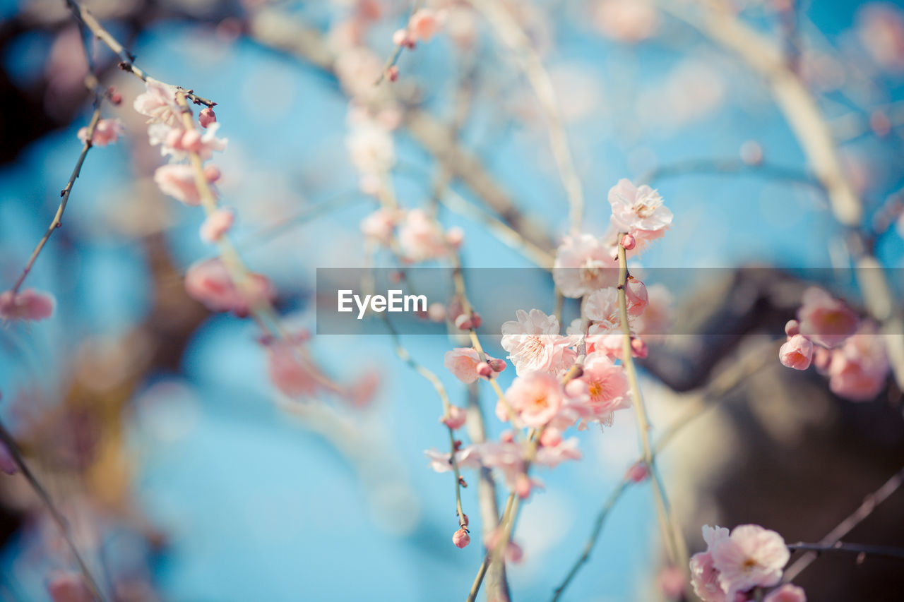 Apricot blossoms blooming on tree