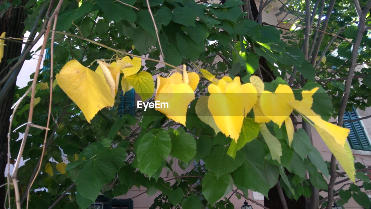 CLOSE-UP OF YELLOW FLOWERING PLANT IN GARDEN