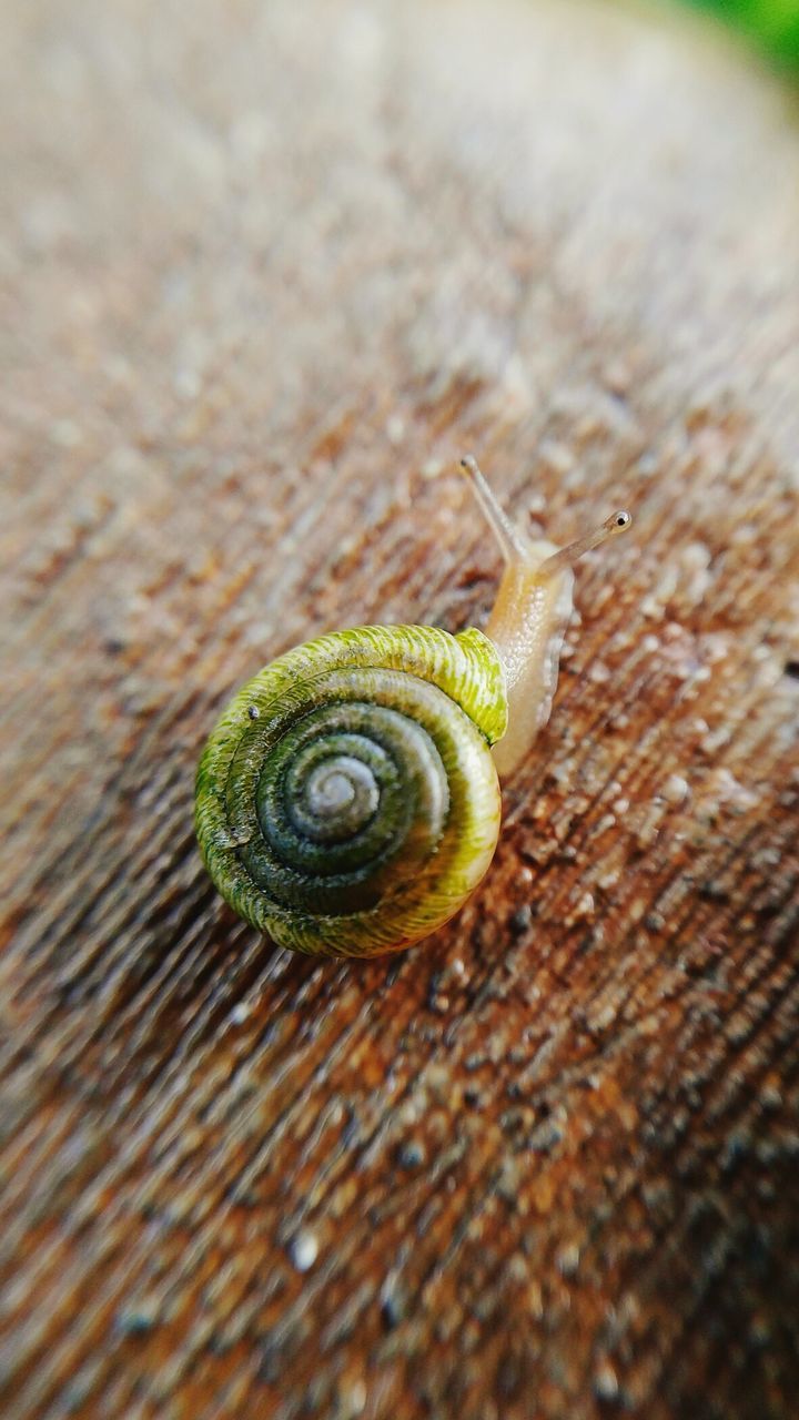 CLOSE-UP OF SNAIL OUTDOORS