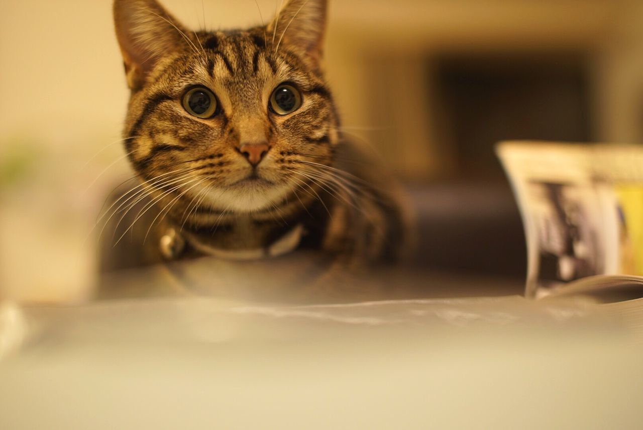 Close-up of cat by table at home