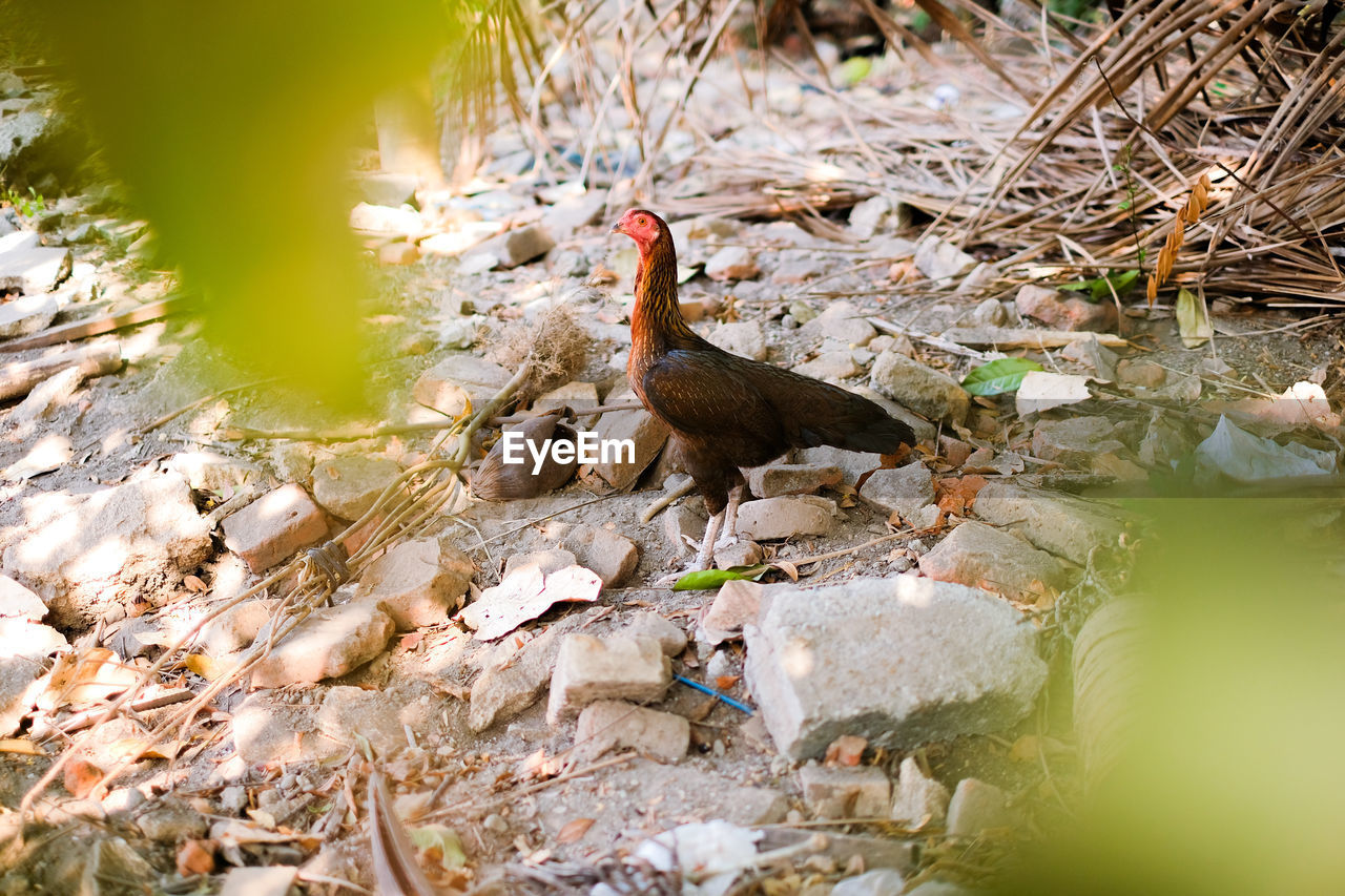 Chicken in the yard