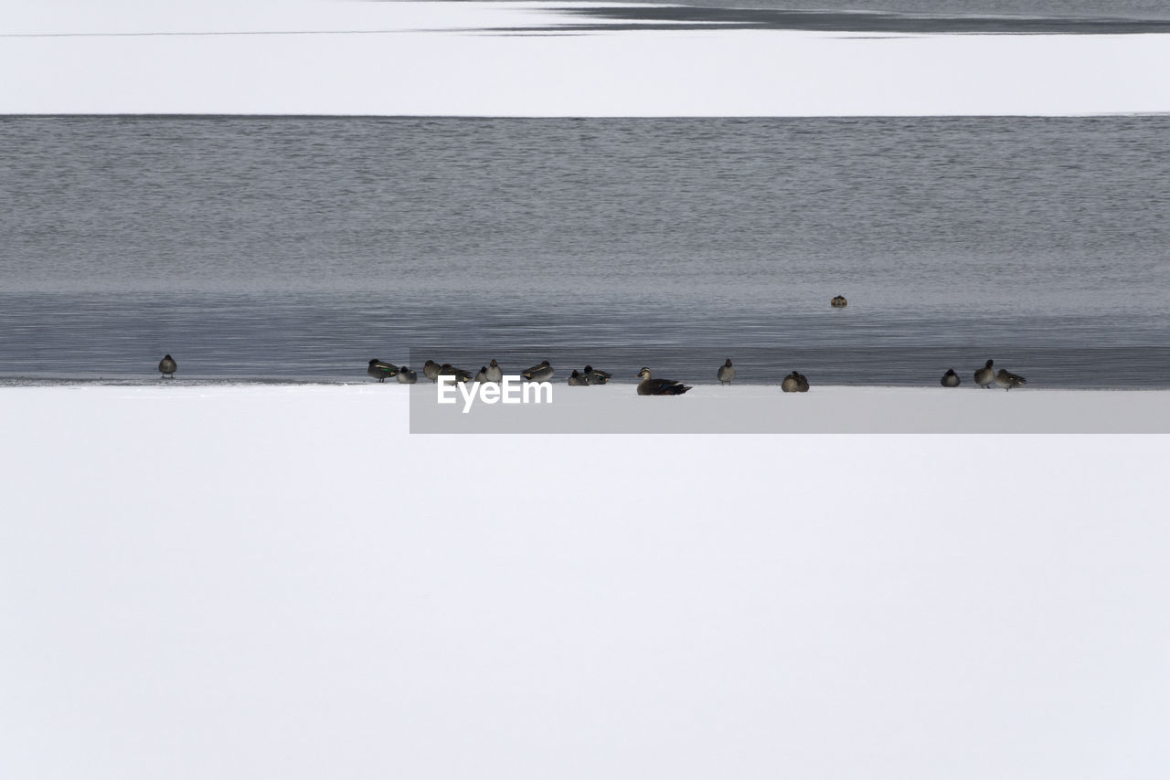 BIRDS ON BEACH AGAINST CLEAR SKY