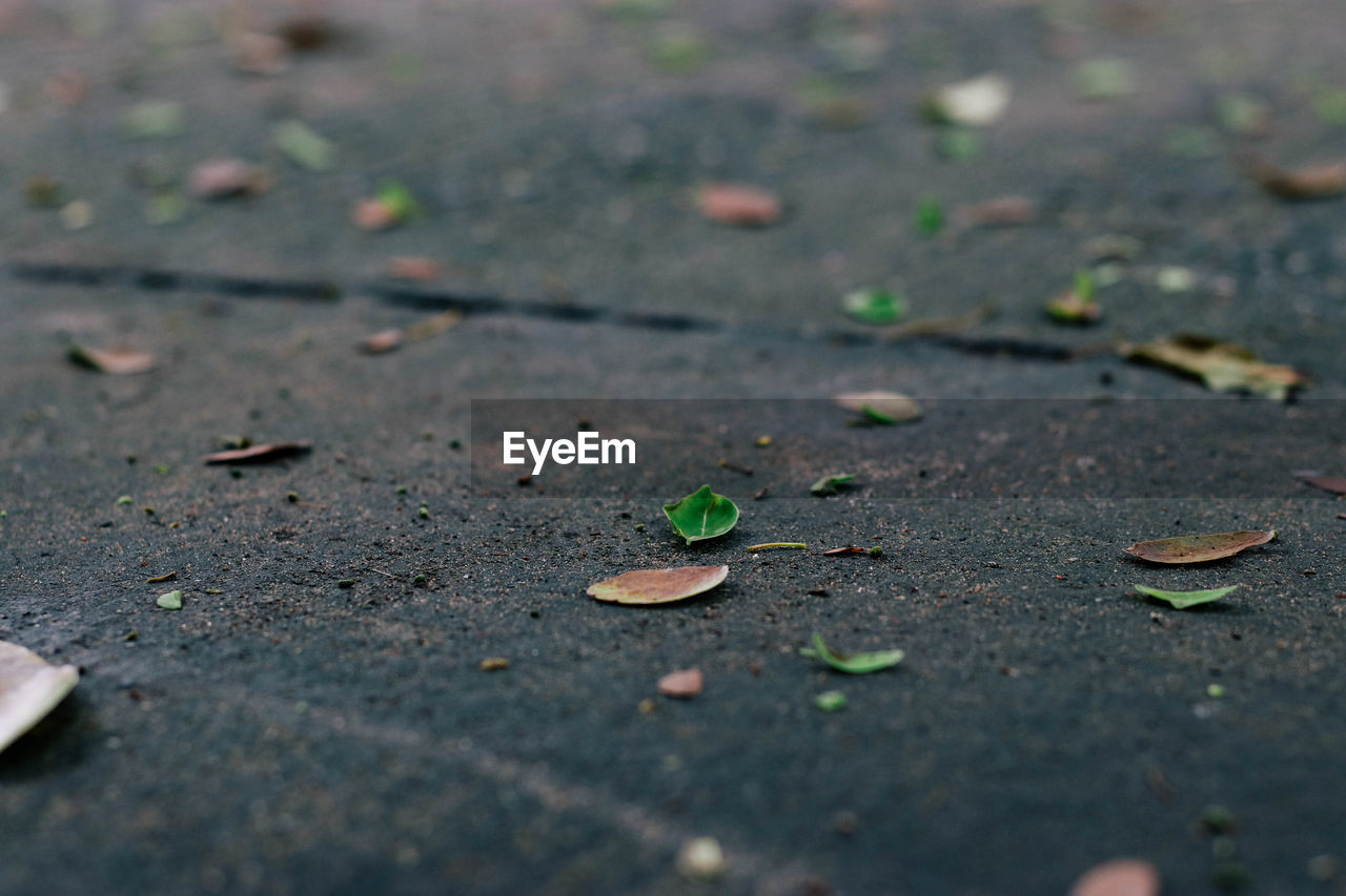 High angle view of fallen autumn leaf