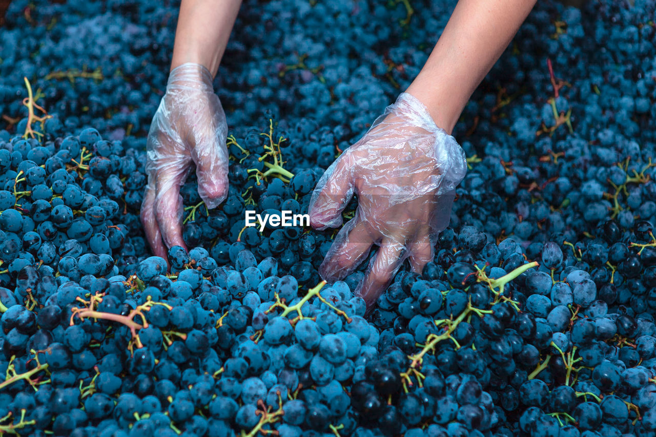 Hands of winemaker . crop of grape for wine making