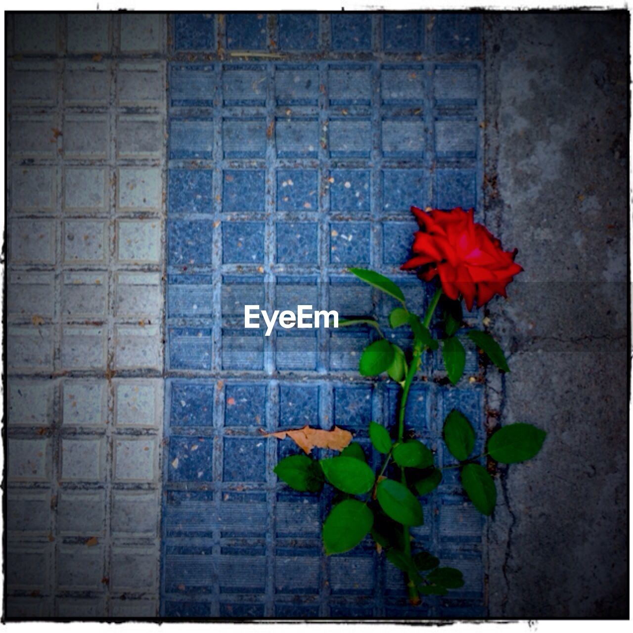 CLOSE-UP OF RED FLOWERS BLOOMING ON WALL