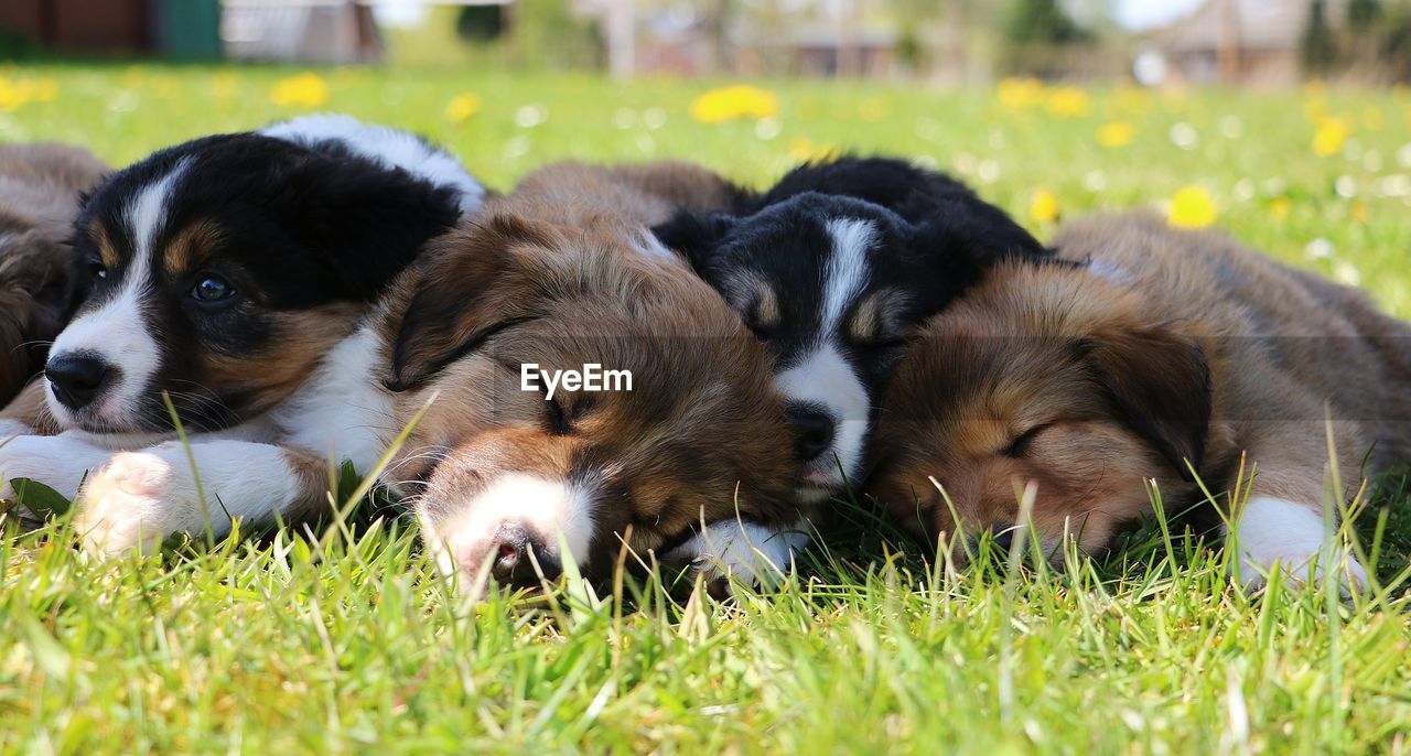 Close-up of dogs resting on grass