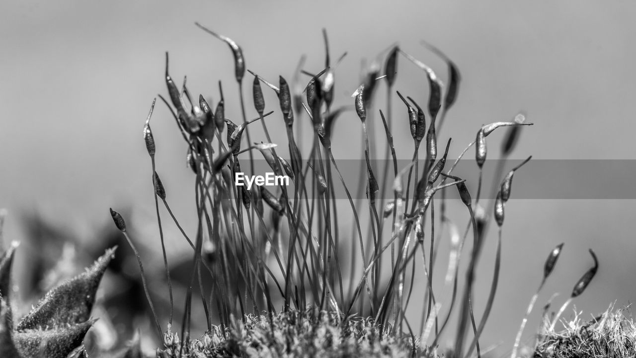 Close-up of wilted plant against sky