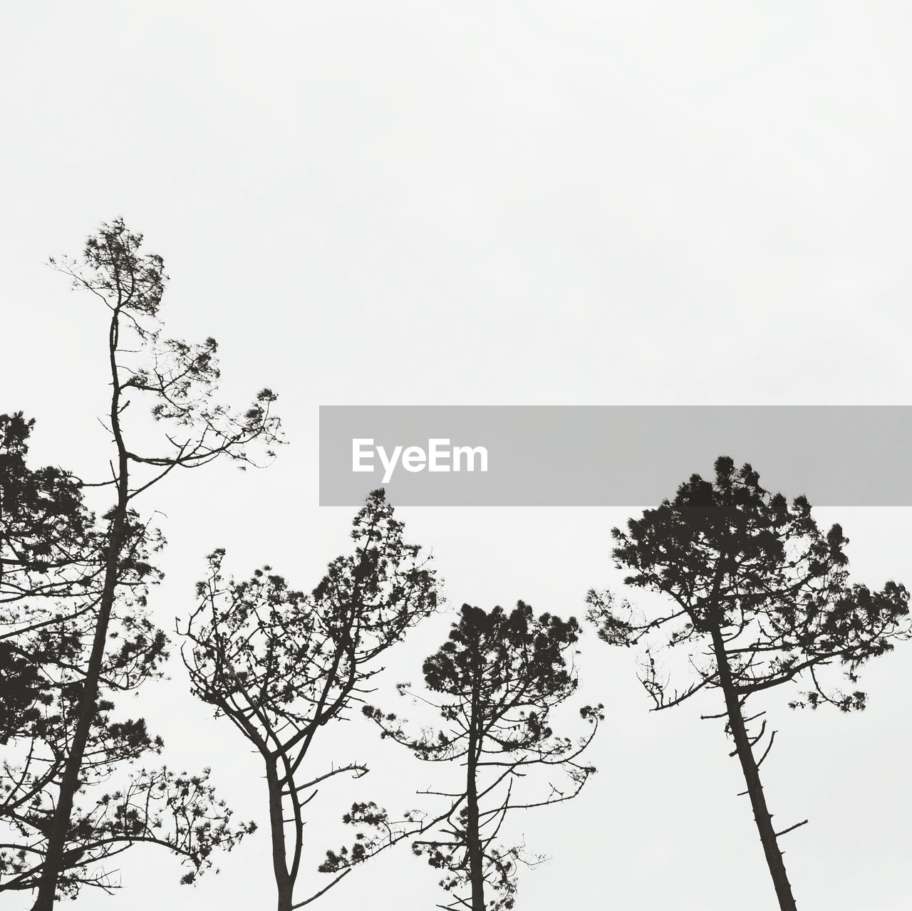 Low angle view of trees against clear sky