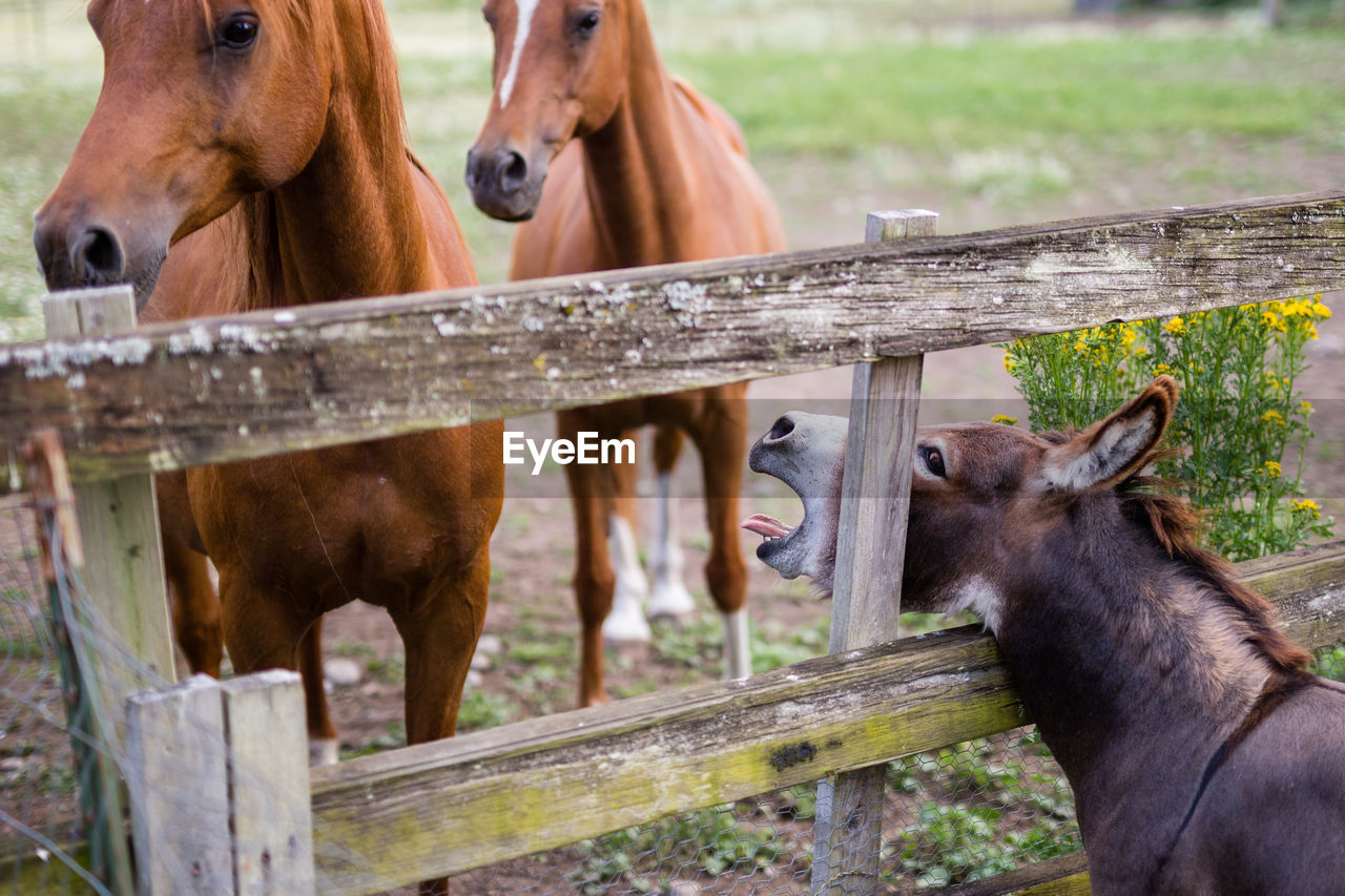 Close-up of donkey and horses