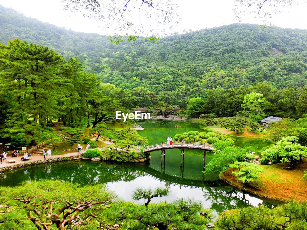 SCENIC VIEW OF RIVER IN FOREST