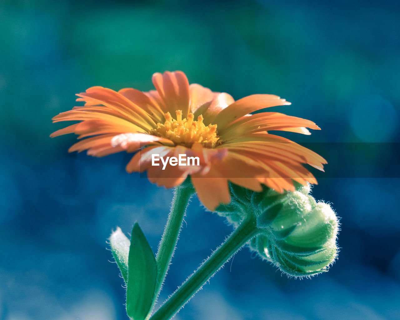 Close-up of orange flowering plant