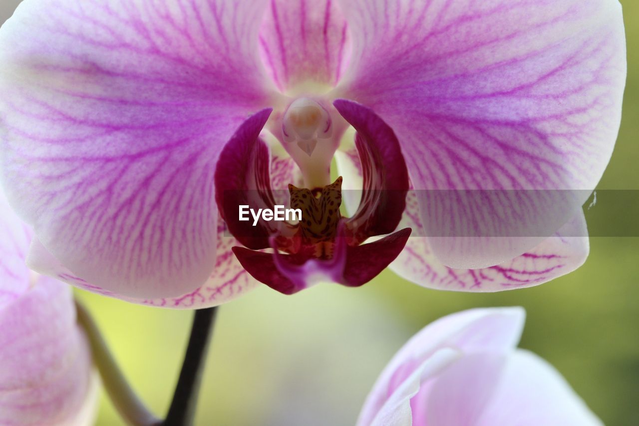 Extreme close-up of purple flower