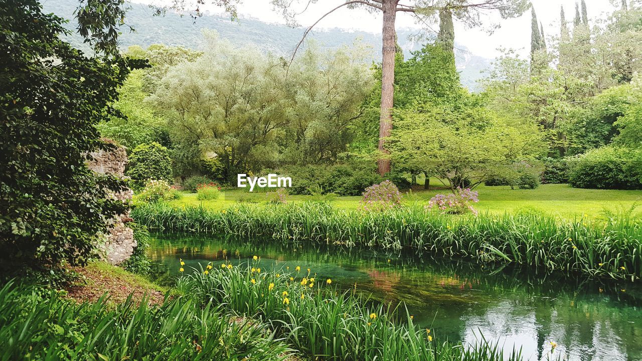 SCENIC VIEW OF LAKE AND TREES IN PARK