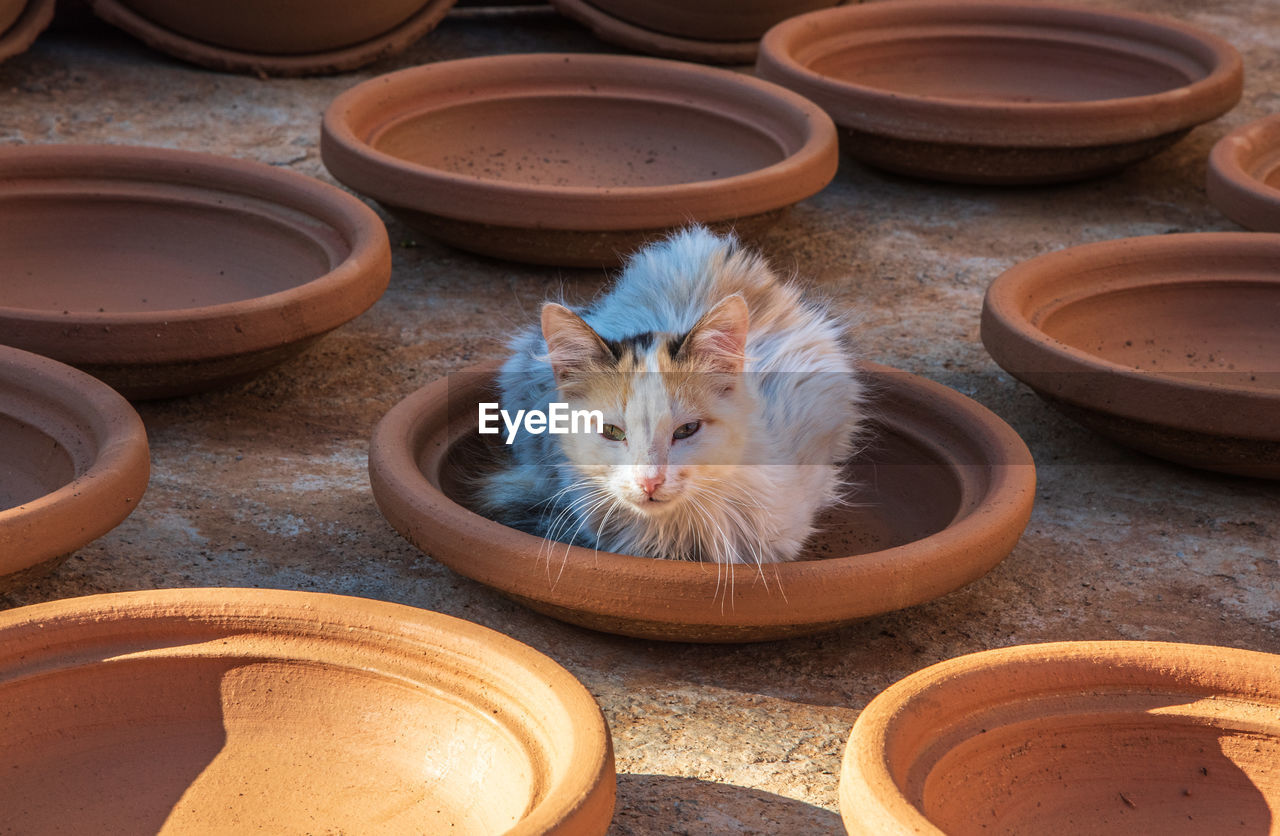 High angle view of cat in earthenware