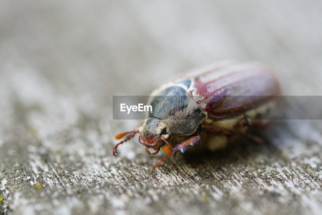 CLOSE-UP OF CATERPILLAR ON WOOD