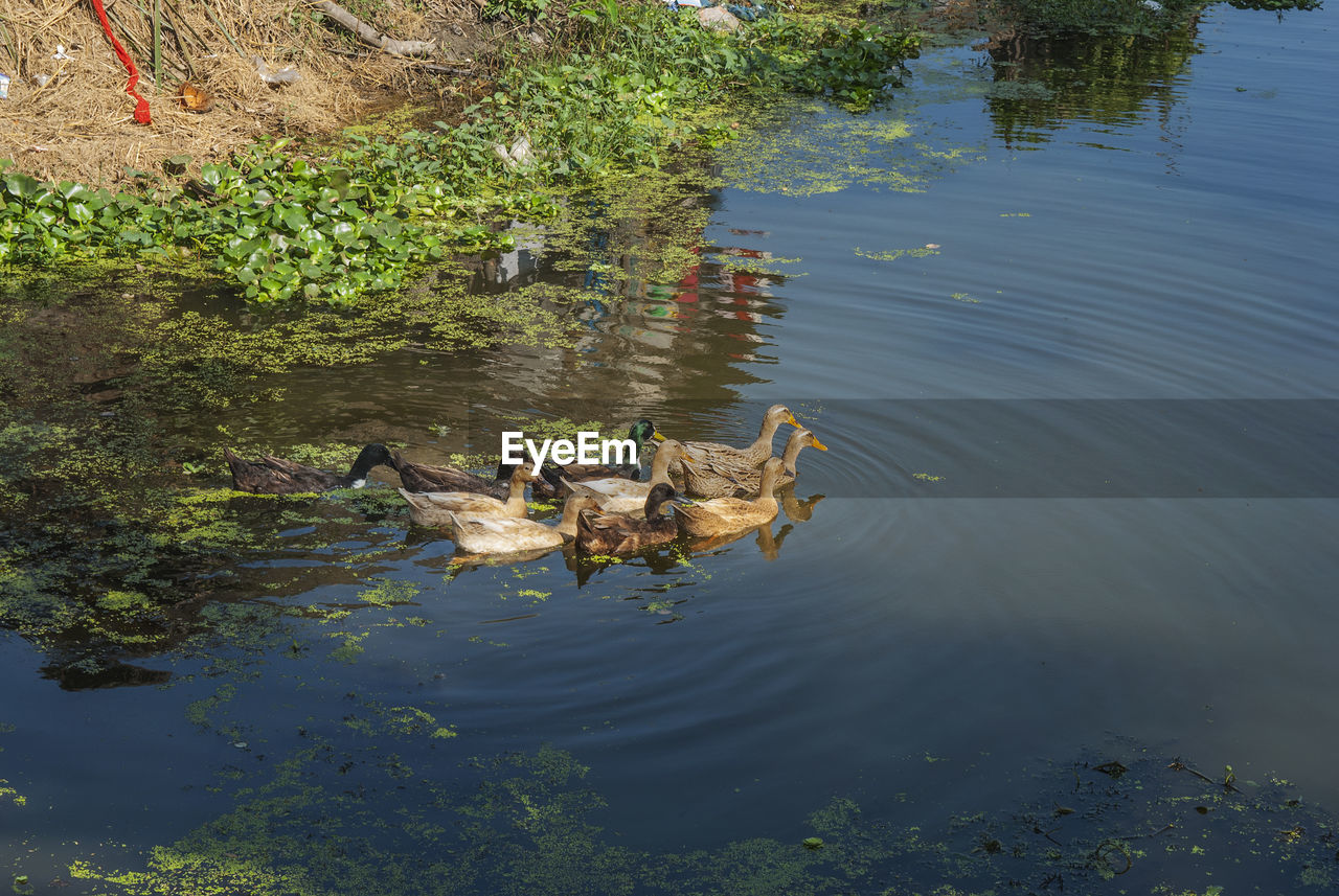 HIGH ANGLE VIEW OF DUCKS IN LAKE