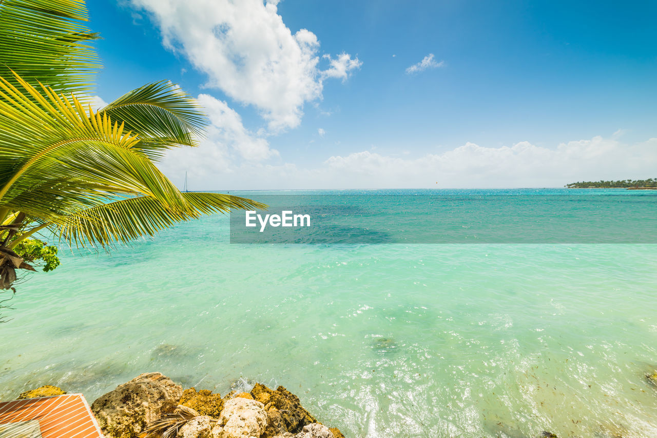 SCENIC VIEW OF SEA AND PALM TREES