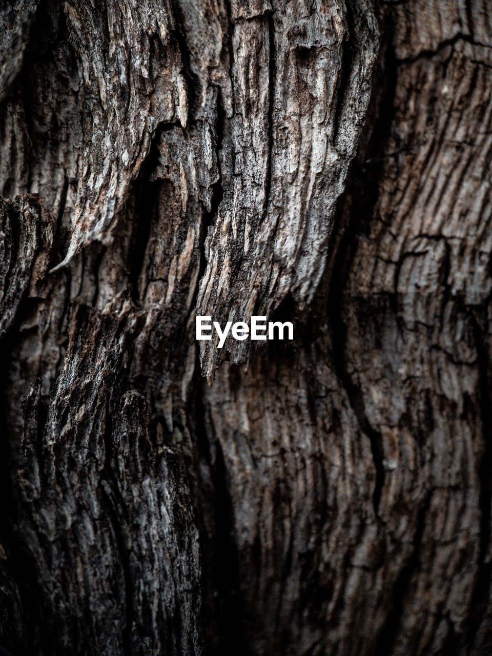 Full frame shot of tree trunk