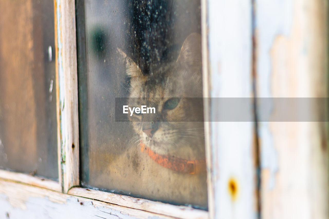 Cat looking thoughtfully , alone through the window looking out, concept of thinking 