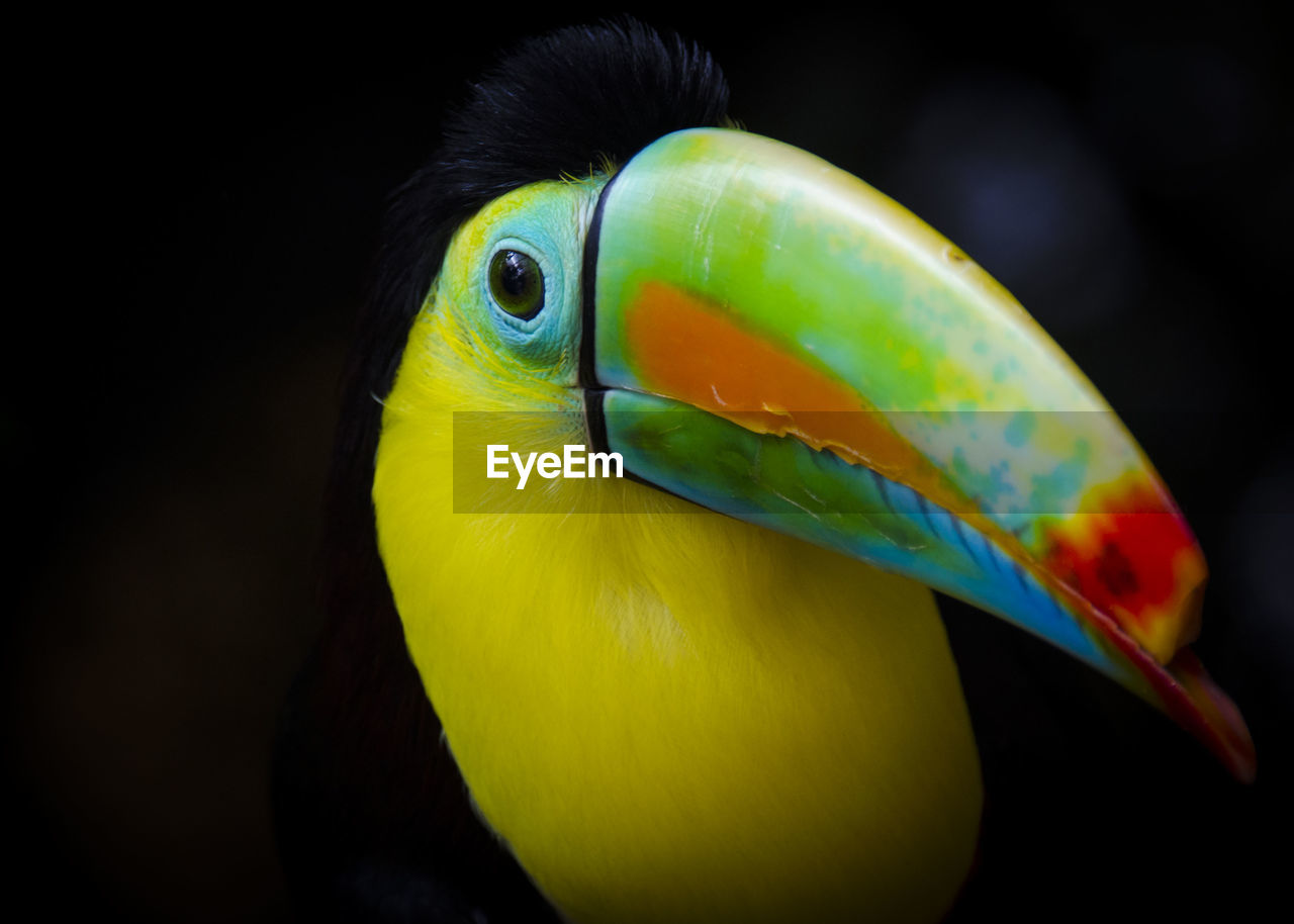 Close-up of beak of bird